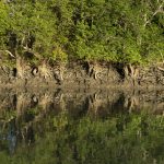 sundarbans-mangroves.jpg